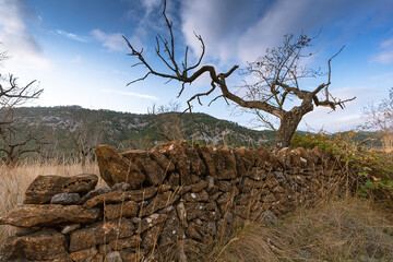 Almond tree