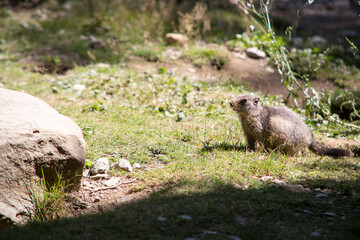 jeune marmotte