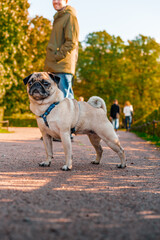 A young man mistress is holding a pug on a leash, the dog in the foreground