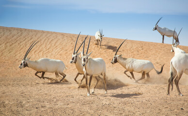arabian oryx in a desert near Dubai