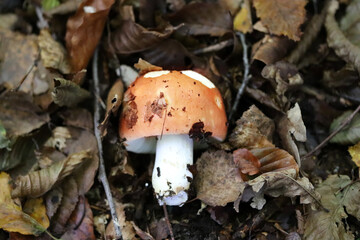 mushroom in the forest, red toadstool, poisonous mushrooms