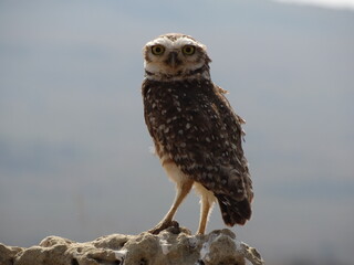 great horned owl in flight