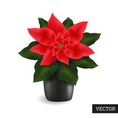 Poinsettia flower isolated on a white background. Realistic (Euphorbia pulcherrima). Beautiful Christmas star 3D. Vector illustration. Natural flower icon. Design element.