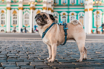 Funny dog pug in a harness walks through the city streets, tourist attractions in Saint Petersburg