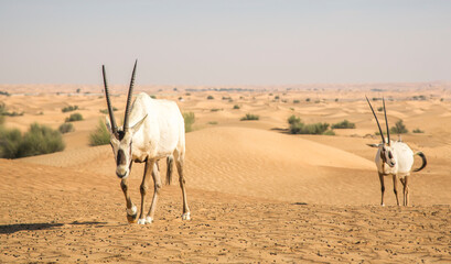 arabian oryx in a desert near Dubai