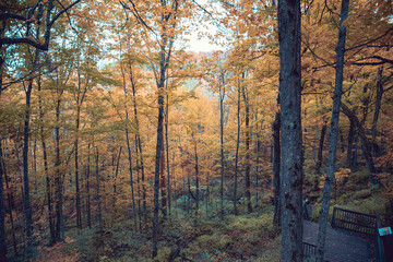 Obraz premium autumn forest in the morning