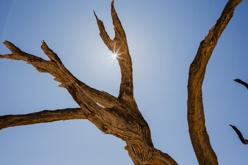 Fototapeta na wymiar Verdorrter Baum im Sonnenlicht in der Wüste Namibias