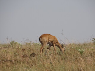 deer in the field