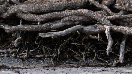 Close up of root system