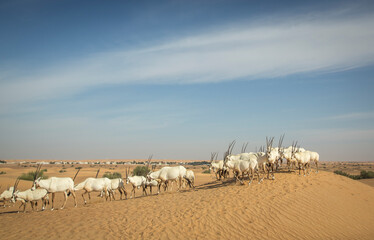 arabian oryx in a desert near Dubai