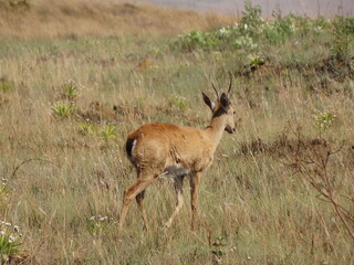 deer in the field