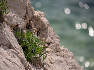 Grass growing in the a crack in the cliffside