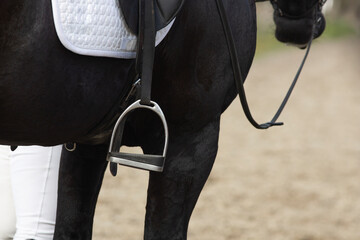 Detail of the special dressage breed Friesian Horse in black with shiny fur riding in a paddock