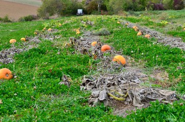 Obraz premium orange Kürbisse auf abgeernteten Feld
