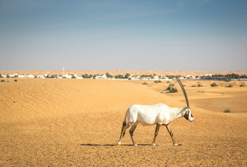 Fototapeta premium arabian oryx in a desert near Dubai