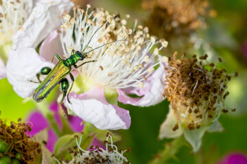 Oedemera nobilis, (also known as the false oil beetle, thick-legged flower beetle or swollen-thighed beetle) on Blackberry flowers, Cornwall, England, UK.