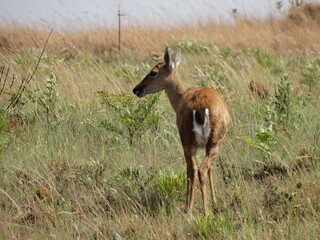 deer in the wild