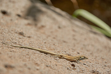 Closeup of a lizard on a rock. Lizard relaxing on a rock.
