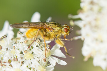 Fly species on a flowerhead, Cornwall, England, UK.