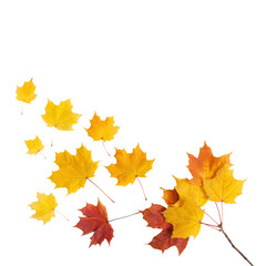 Naklejka na ściany i meble Autumn branch with leaves isolated