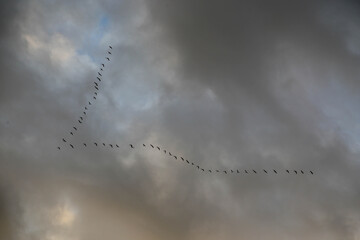 flight of cranes against illuminated clouds