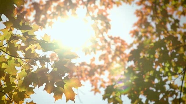 Colorful fall leaves moving in a gentle breeze with a lens flare