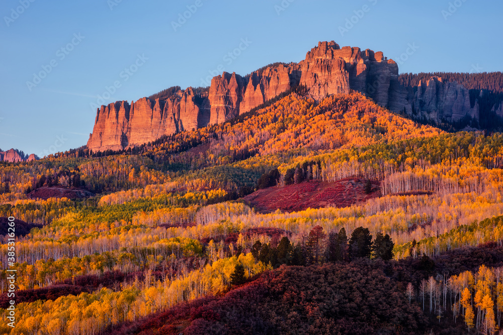 Wall mural aspen trees with fall colors in owl creek pass, colorado