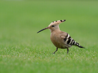 Hoopoe, Upupa epops