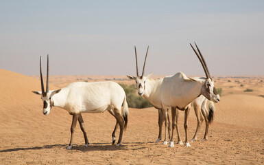 arabian oryx in a desert near Dubai