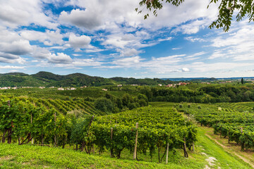 Fototapeta na wymiar The vineyards of the Prosecco hills in the Veneto region