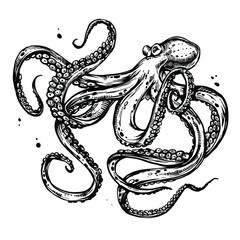 Octopus with tentacles. Hand drawn ink doodle sketch, black and white line art, stock vector illustration isolated on white background. Design for tattoo, coloring book page.