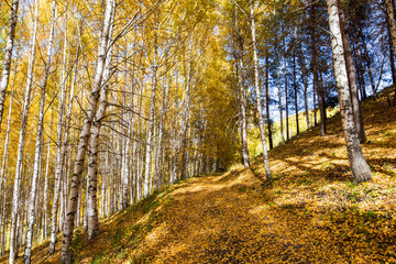 Obraz premium Autumn landscape. Beautiful birch trees. Walk in the birch forest. Natural background. Place to insert text.