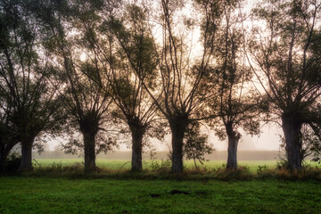 Jesienny krajobraz spowity mgłą , Podlasie, Polska