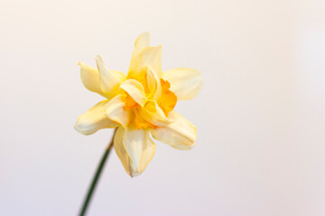 Single Daffodils with colourful paper backgrounds