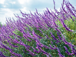 青空とアメジストセージの花