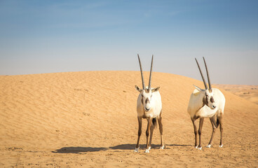arabian oryx in a desert near Dubai