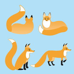 Fototapeta premium Set of foxes isolated, flat vector stock illustration with cute animal as a print for print or illustration for design