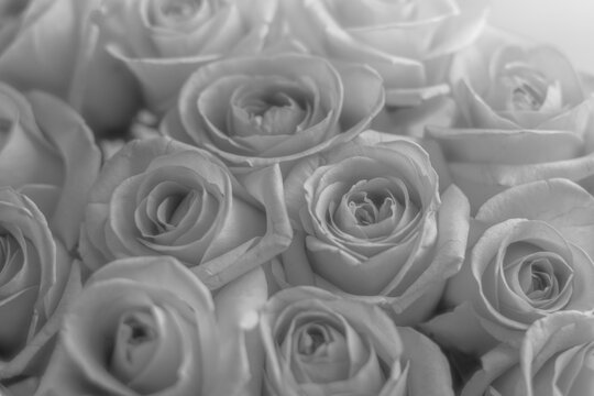 delicate roses black and white photo. A bouquet of flowers for congratulations. Template for text, texture, copy space