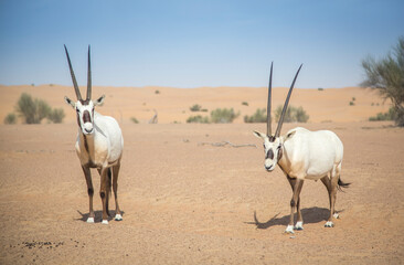 arabian oryx in a desert near Dubai