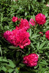 Hybrid Peony (Paeonia hybrida) in park