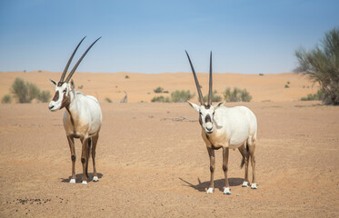 Obraz premium arabian oryx in a desert near Dubai