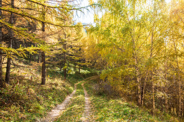 Autumn landscape. Beautiful birch trees. Walk in the birch forest. Natural background. Place to insert text.