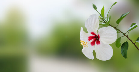 White hibiscus flower with green tropical garden blurred background © Kwangmoozaa