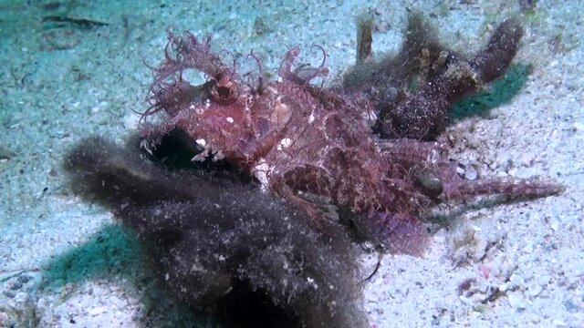
Rare Ambon Scorpionfish (Pteroidichthys Amboinensis) on Sandy Bottom - Philippines