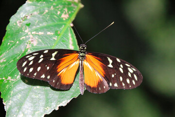 Tiger Longwing butterfly (Heliconius hecale) resting on vegetation - тъмно кафяво с жълто
