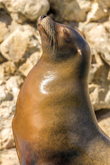 Fototapeta premium A sea lion sunbathing with eyes closed