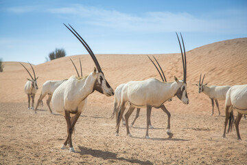 arabian oryx in a desert near Dubai