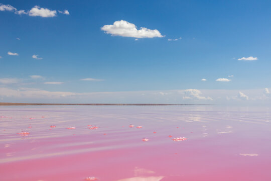 Pink salt lake water surface close view with reflection of clouds on vivid blue sky. Syvash or Sivash, the Putrid Sea or Rotten Sea, Ukraine