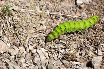chenille Pyrénées 