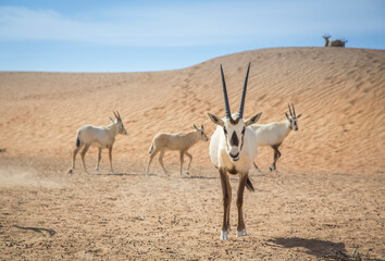 arabian oryx in a desert near Dubai